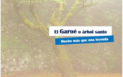 El GAROÉ, la leyenda del árbol santo que destilaba agua