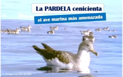 La PARDELA cenicienta, el ave marina más amenazada en Canarias