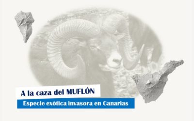 A la caza del MUFLÓN, una especie exótica invasora en Canarias
