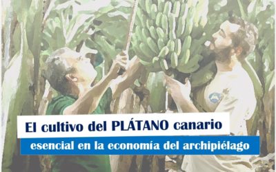 El Cultivo del plátano en Canarias, esencial en la economía canaria