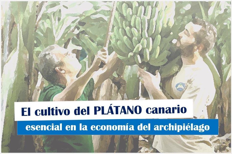 El Cultivo del plátano en Canarias, esencial en la economía del archipiélago, Podcast de Guanchipedia, canal de divulgación de la cultura canaria, Cultivo del plátano canario Cultivo del plátano en canarias