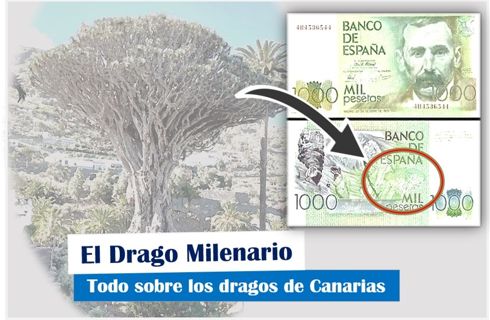 El Drago Milenario, todo sobre los dragos de Canarias