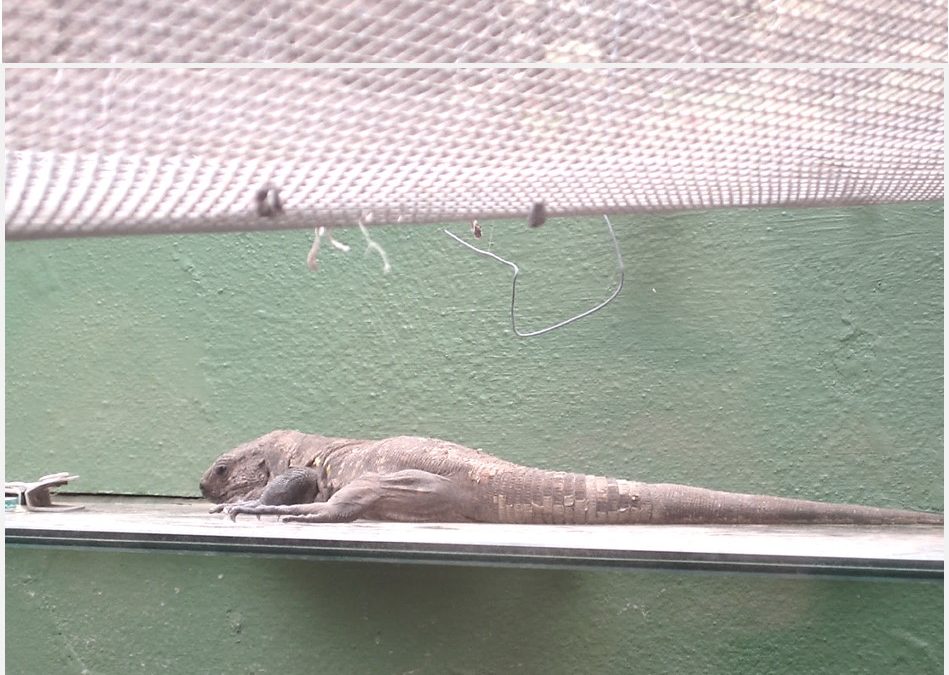 Descubre el Lagarto gigante de El Hierro