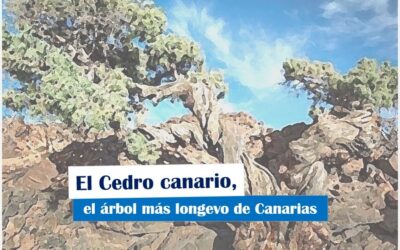El Cedro canario, el árbol más longevo de Canarias