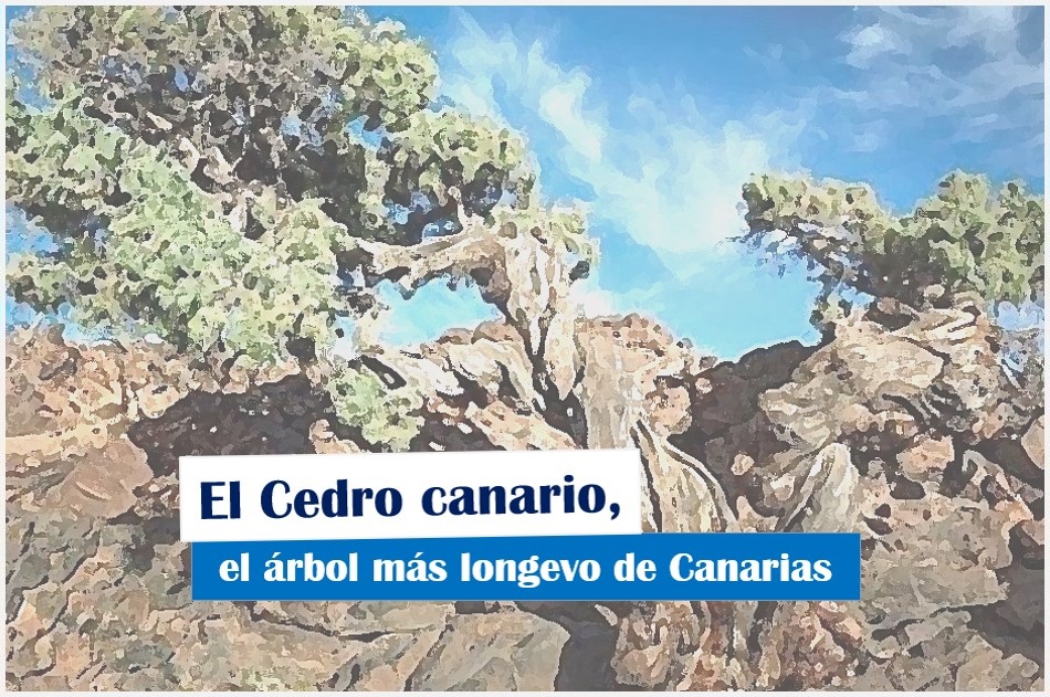 Details 100 longevos árboles canarios