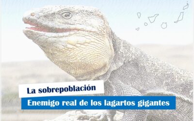 La sobrepoblación: Enemigo de los lagartos gigantes en Canarias