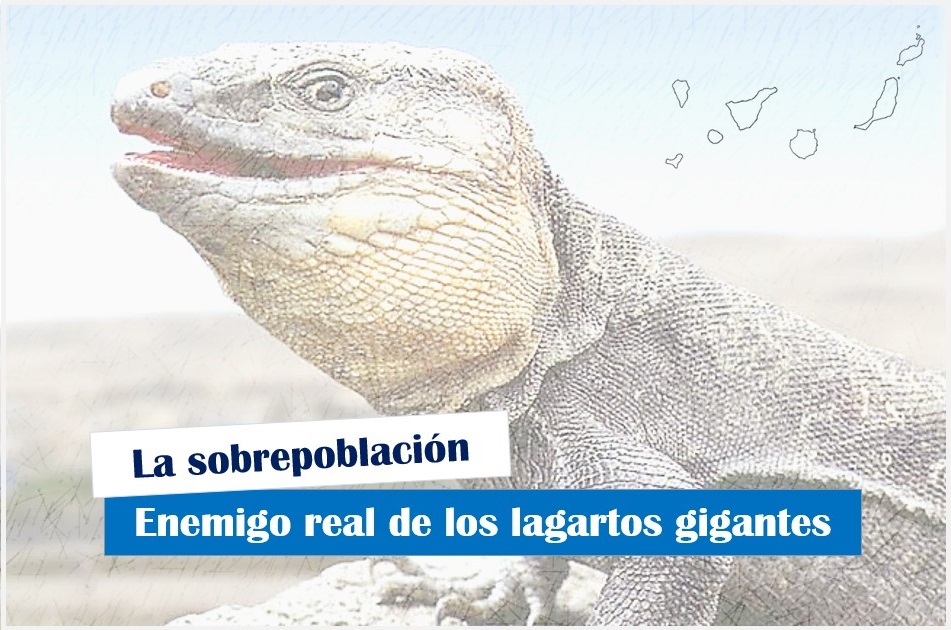 La sobrepoblación es el enemigo real de los lagartos gigantes en Canarias - Podcast 3 de Guanchipedia T6