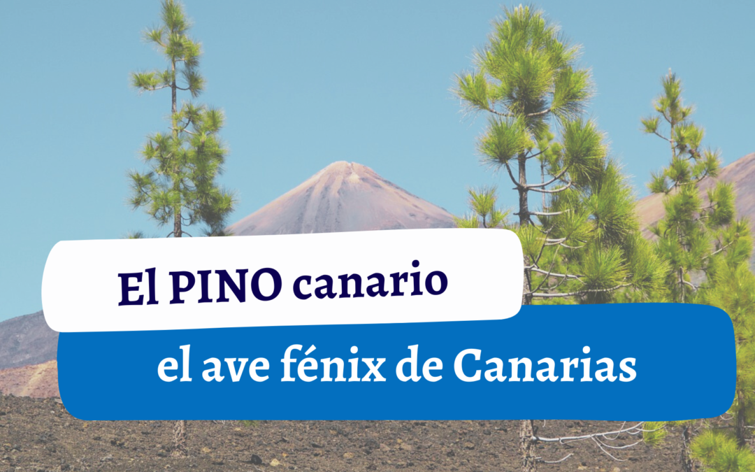 El pino canario el ave fénix de Canarias-Podcast 6 de Guanchipedia-T7