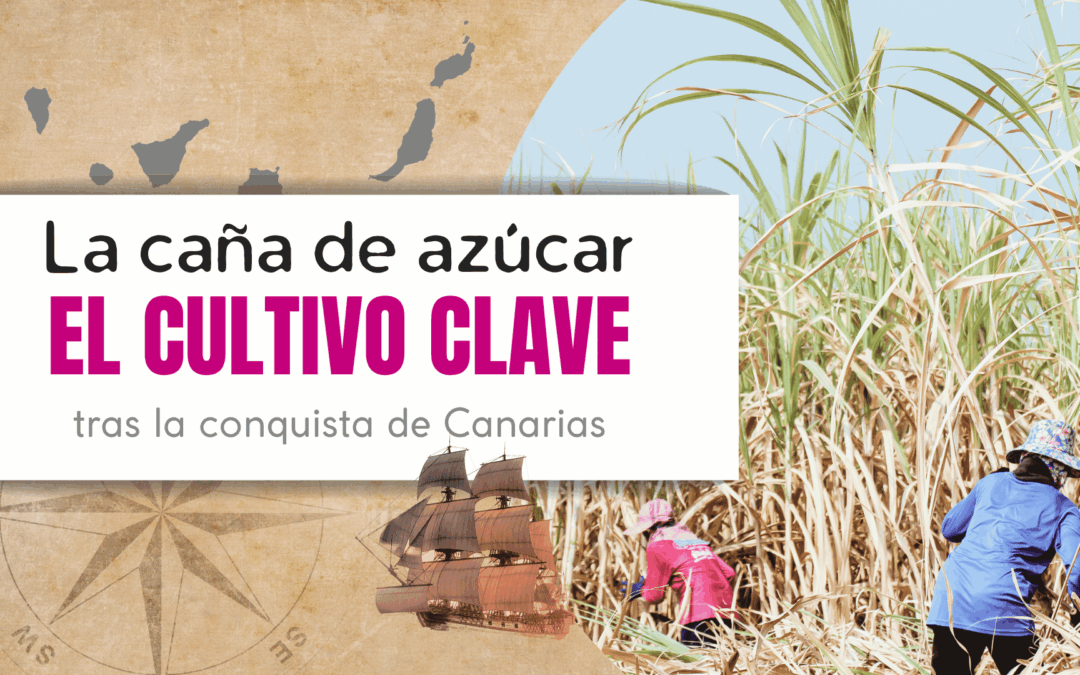 Caña de azúcar: Cultivo clave tras la conquista de Canarias