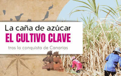 La caña de azúcar: el cultivo clave tras la conquista de Canarias
