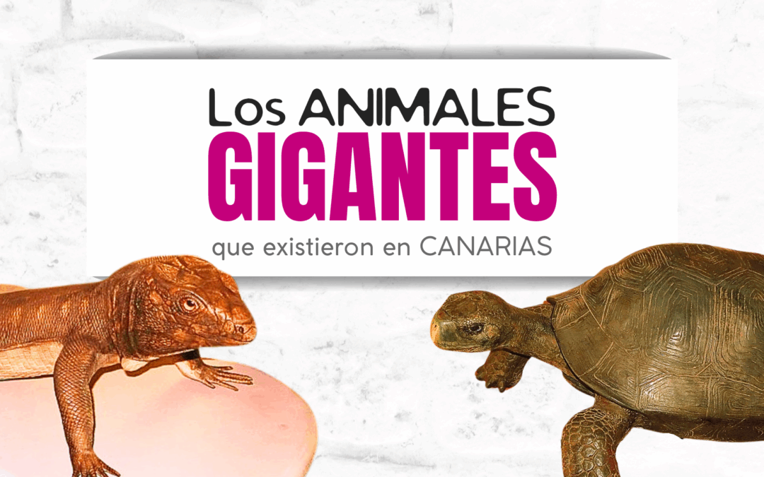 Animales gigantes que desaparecieron de Canarias Pódcast de Guanchipedia Mónica Blanco Divulgadora Científica y Cultural
