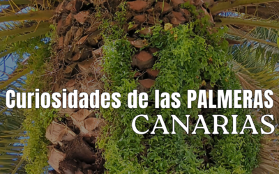 Curiosidades de la Palmera Canaria | BIODIVERSIDAD canaria