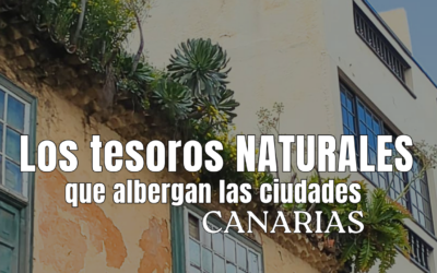 Plantas endémicas en las ciudades de Canarias | Biodiversidad canaria