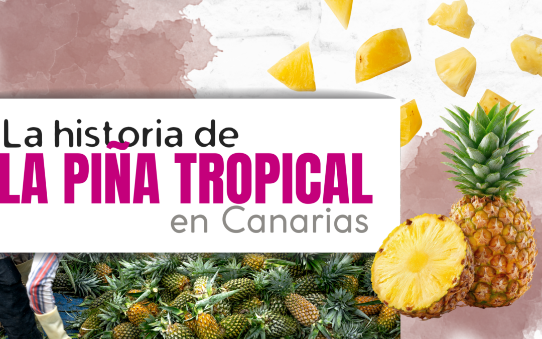 La piña herreña: uno de los tesoros tropicales de Canarias